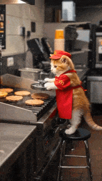 cat griil.gif cat griil.gif