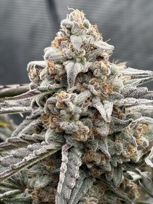 IMG_6237.jpeg