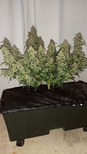 Double Berry Jack2.png