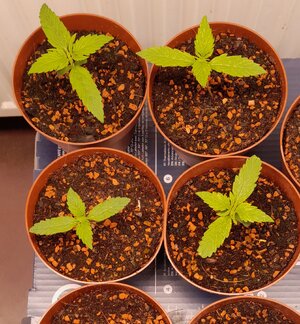 Week 2 - they just grow... at least more than half of them 8/17-8/23