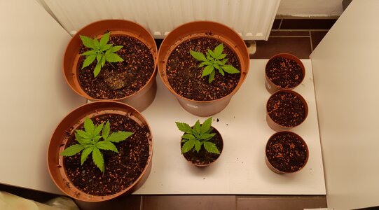 Week 3 - first high stress training for my poor girls 8/24-8/30