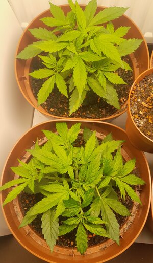 Week 4 - inflicting more pain 8/31-9/6