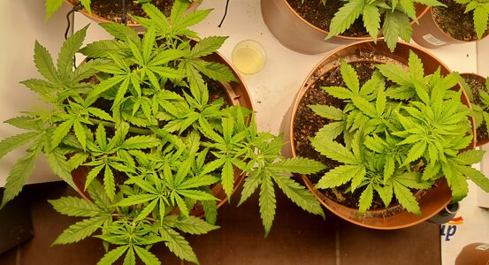 Week 5 - it's all about sugar AND cane, so no pain this week 9/7-9/13