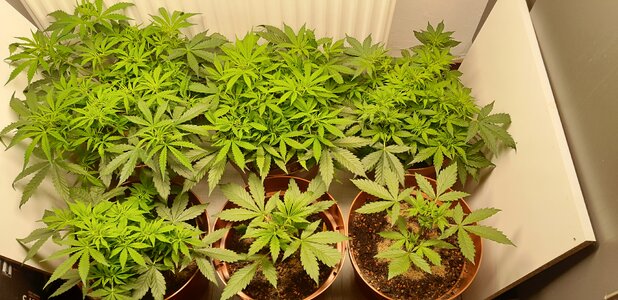 Week 6 - just one panorama shot of a kitchen jungle 9/14-9/20