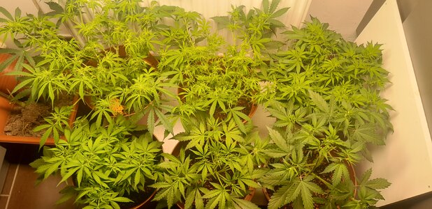 Week 7 - DEFINITELY time for MORE suffering 9/21-9/27