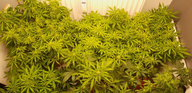 Week 9 - symptoms manifest, but nah they don't look too ill to let them SUFFER MORE 10/5-10/11