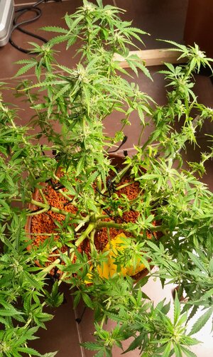 Week 10 - training, crazy plant hobbies and my friend <3 10/12-10/18