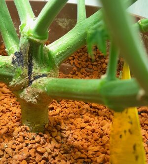 Week 11 - So the last shall be first, and the first last (Matthew 20:16) 10/19-10/25