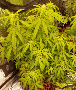 Week 12 - shiny new home hooray 10/26-11/1