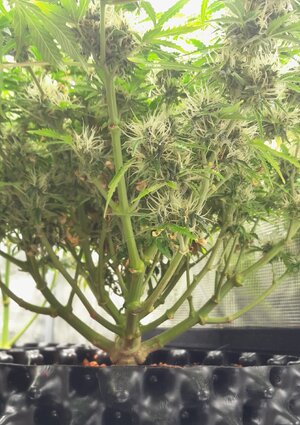 Week 13 - spending money, completing my setup 11/2-11/8