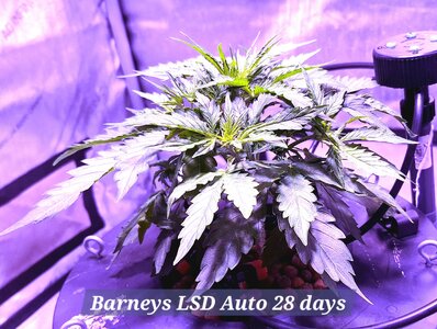 Barney's LSD Auto strain and smoke report
