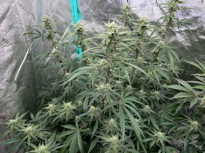 mondo.bruce.creamix - 3.jpeg