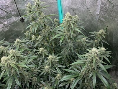 mondo.bruce.creamix - 5.jpeg