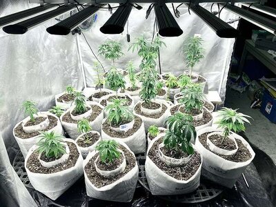 phlizon_led_grow_light_PHB10D_800W (2).jpeg