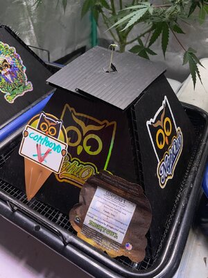 new beans d1 - 2.jpeg