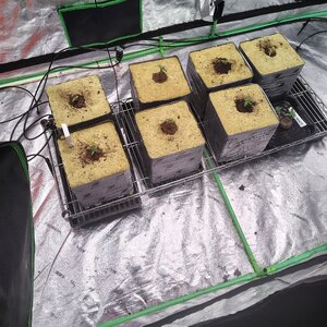 First as well with White Widow auto, and gg4 autos