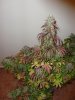 DSC02271.jpg