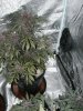 purp kush 009.jpg