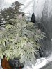 purp kush 010.jpg