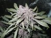 purp kush 014.jpg