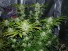 CreamMandarineAutoGrow 096.jpg