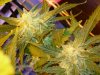 CreamMandarineAutoGrow 091.jpg