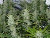 CreamMandarineAutoGrow 084.jpg