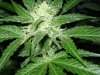 CreamMandarineAutoGrow 076.jpg