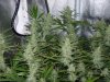 CreamMandarineAutoGrow 074.jpg