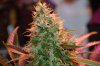 DSC_0009_NEF_embedded.jpg