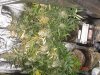 Pineapple Punch - Day 80.jpg