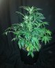 ER 16'' plant B side.jpg