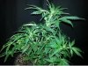 ER 16'' plant B close up.jpg
