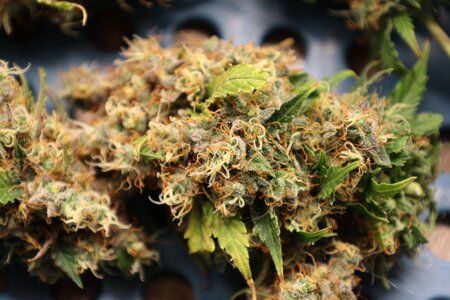 Auto Cinderella Jack