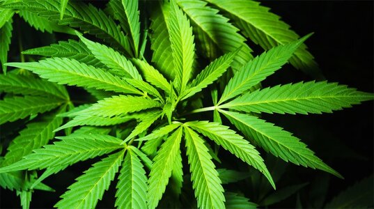 Seedsman experience in Canada