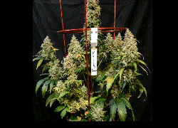 RussianQueenFR.gif RussianQueenFR.gif