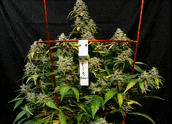 RussianQueenRC.gif RussianQueenRC.gif