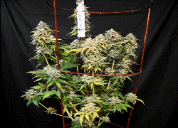 RussianQueenRL.gif RussianQueenRL.gif