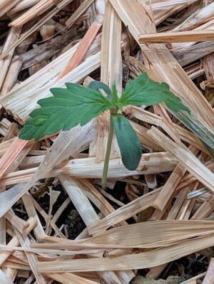 GC Close UP  1221225.jpg