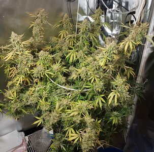 WTF.1_day113 JEANO Mara Chafa.jpg