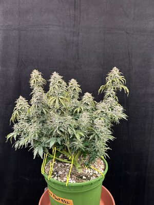 JEANO RBG grown by Dab.jpeg