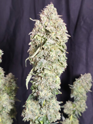 OAxPBB.4_day93_cola.jpg OAxPBB.4_day93_cola.jpg