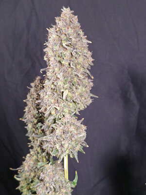 OAxPBB.1_day93_cola.jpg OAxPBB.1_day93_cola.jpg