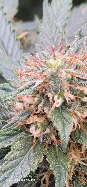 Amber Alert bud pic 1.jpg