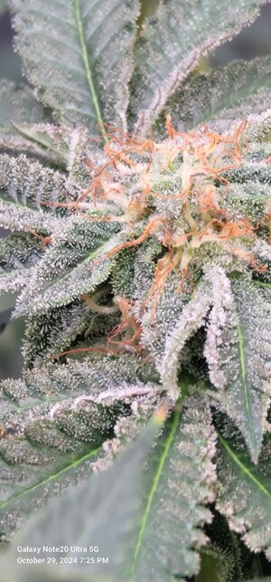 Amber Alert bud pic 12.jpg