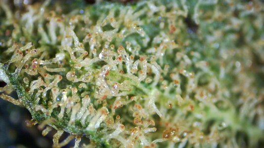 Amber Alert 0001.jpg