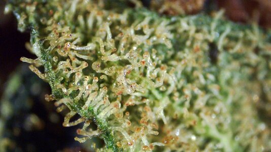 Amber Alert 0002.jpg