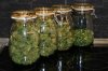 Dutch Passion Auto White Widow by Power.p - 267 grams dry from one plant 004.jpg
