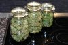 Dutch Passion Auto Xtreme by Power.p - 155 grams dry from one plant 003.jpg