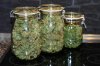 Dutch Passion Auto Xtreme by Power.p - 155 grams dry from one plant 004.jpg